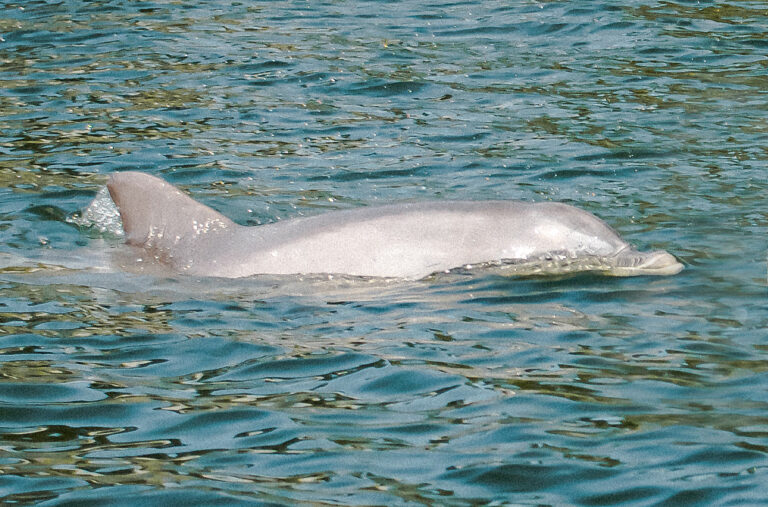 Mystic Dolphin Anna Maria Island